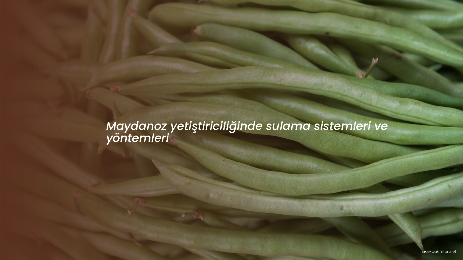 Maydanoz yetiştiriciliğinde sulama sistemleri ve yöntemleri