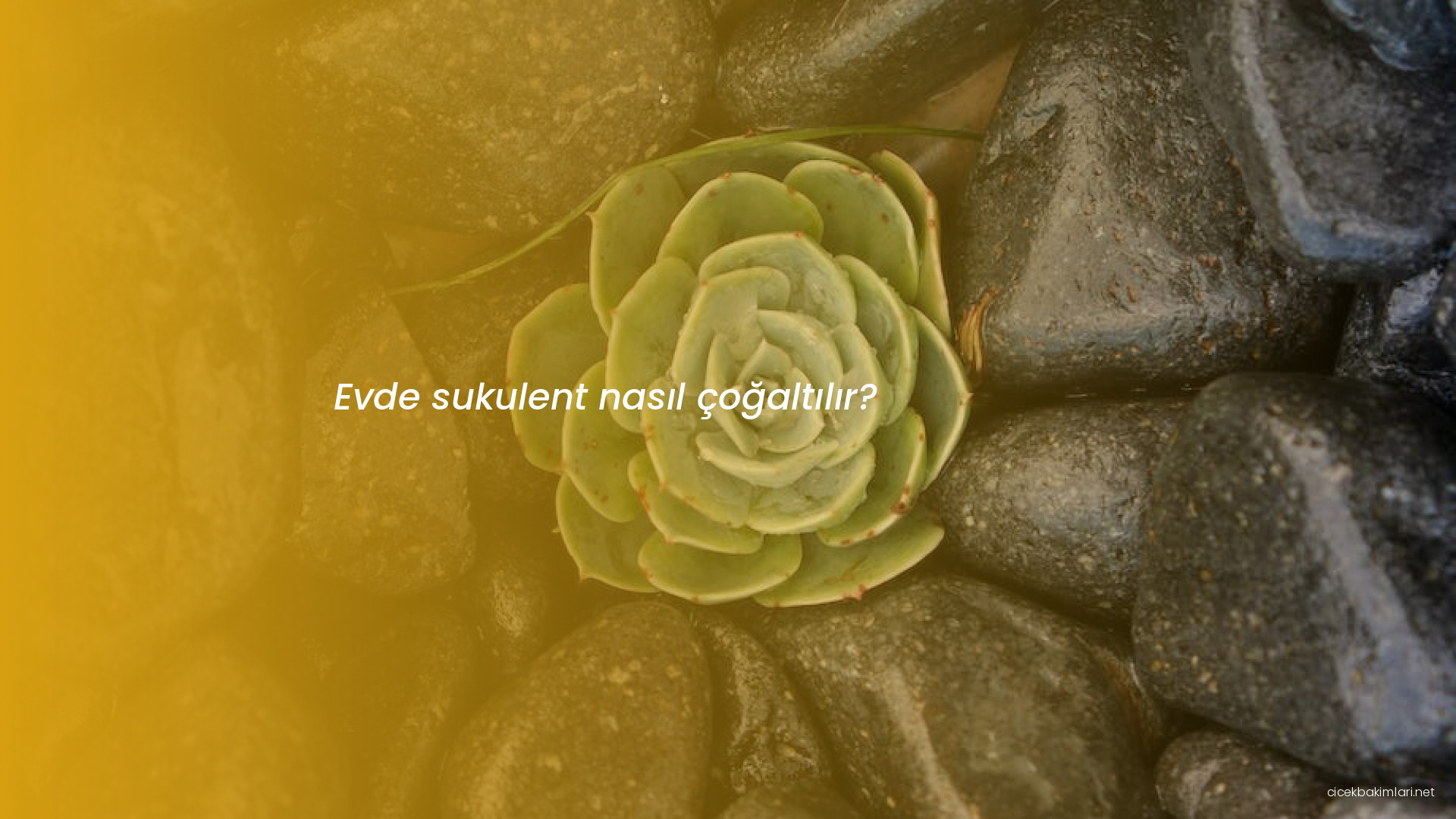 Evde sukulent nasıl çoğaltılır?