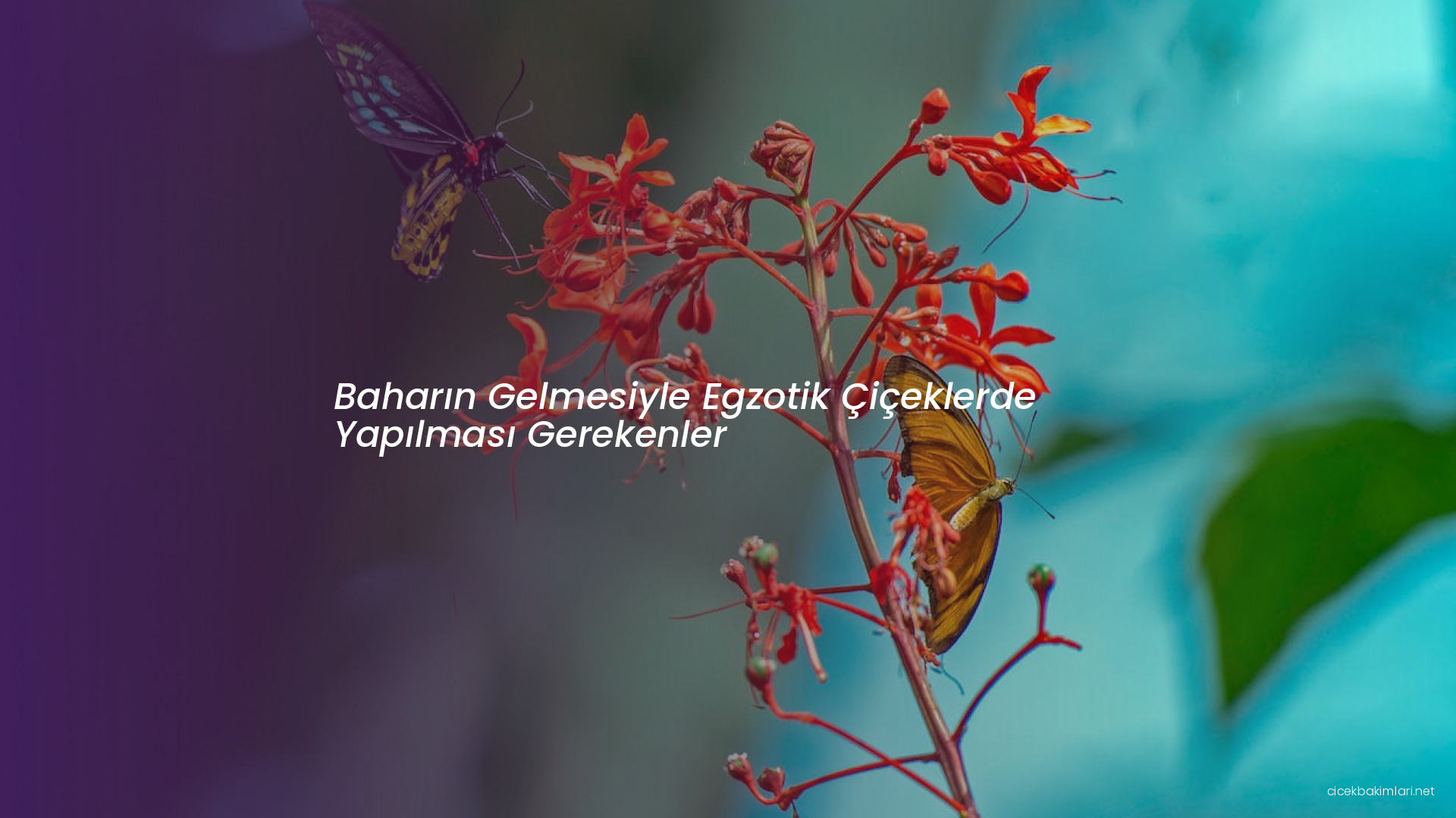 Baharın Gelmesiyle Egzotik Çiçeklerde Yapılması Gerekenler