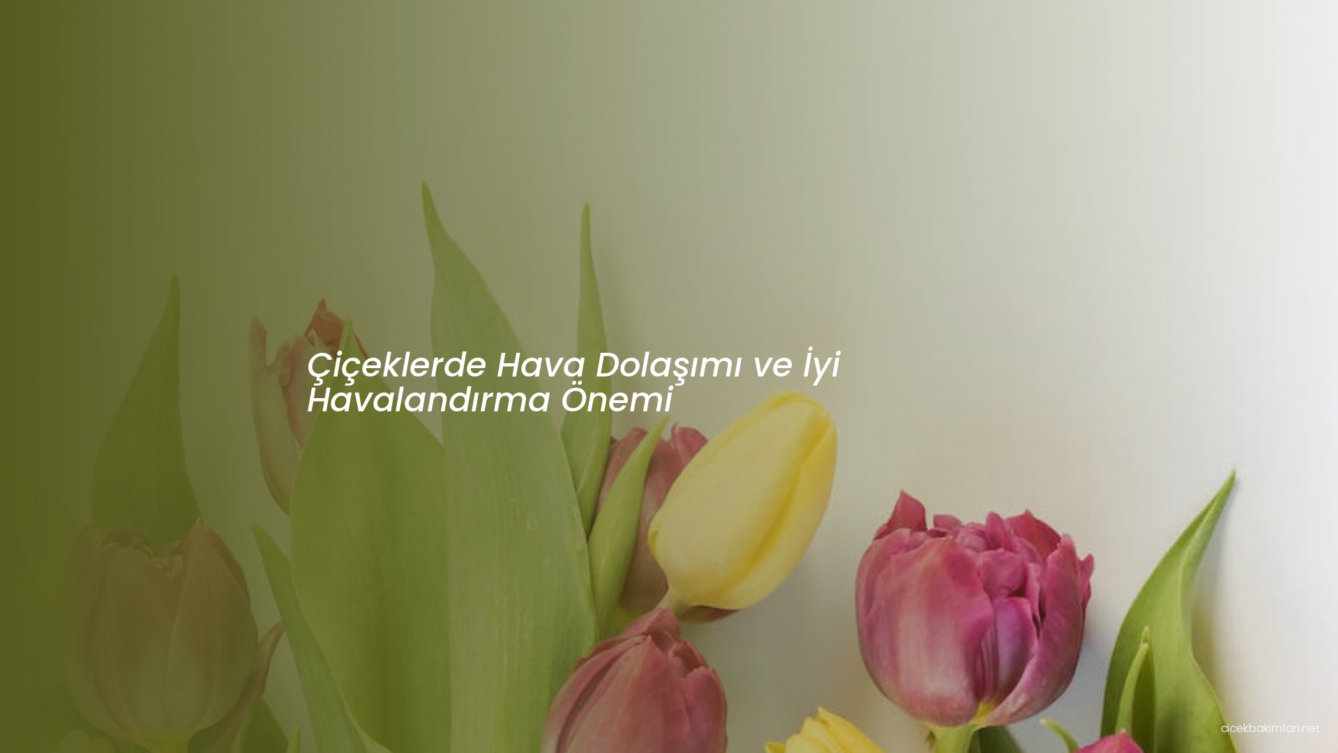 Çiçeklerde Hava Dolaşımı ve İyi Havalandırma Önemi