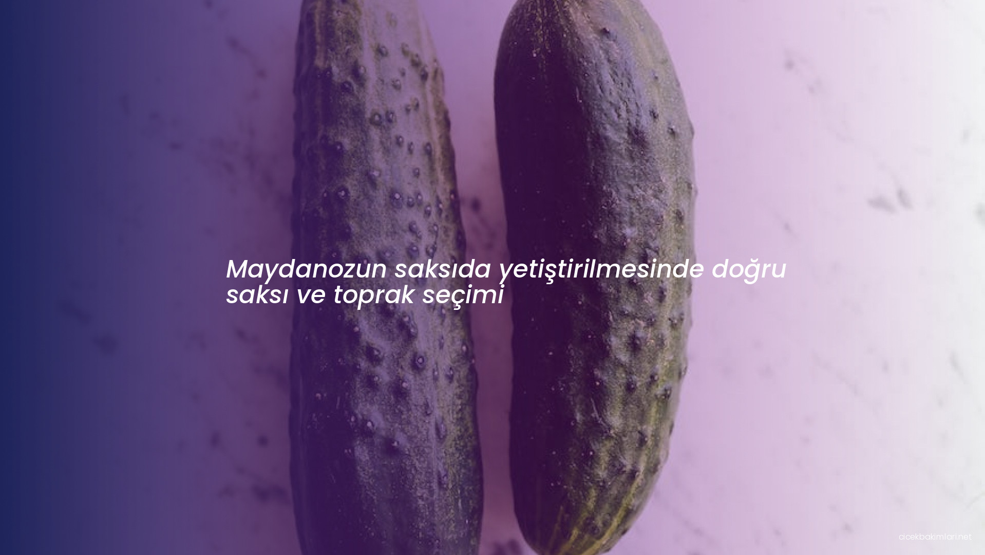 Maydanozun saksıda yetiştirilmesinde doğru saksı ve toprak seçimi