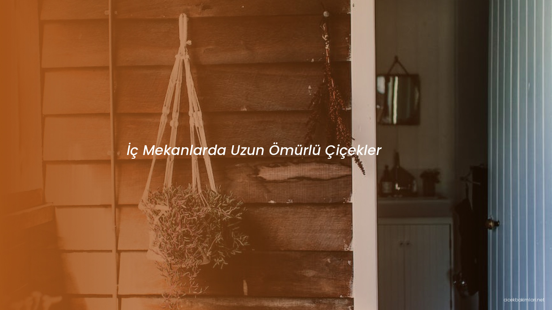 İç Mekanlarda Uzun Ömürlü Çiçekler