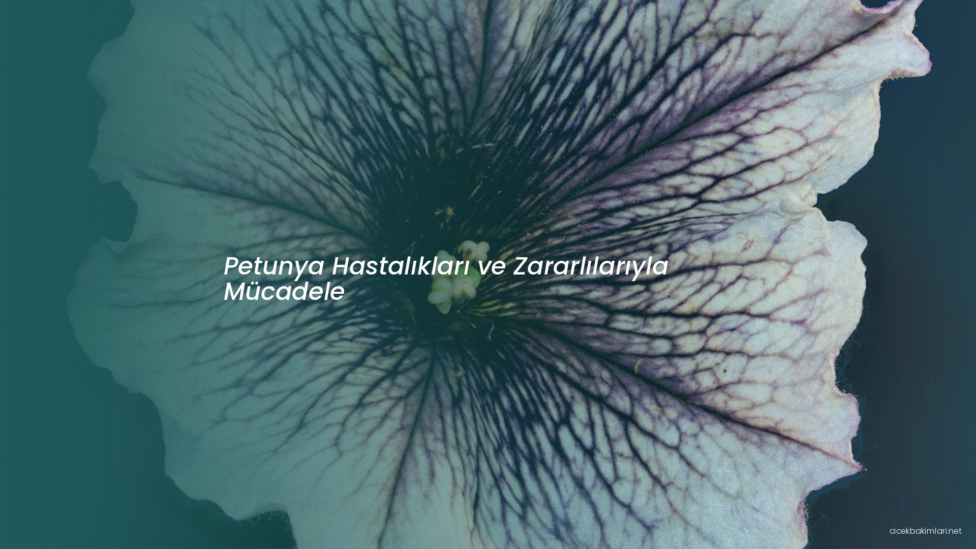 Petunya Hastalıkları ve Zararlılarıyla Mücadele