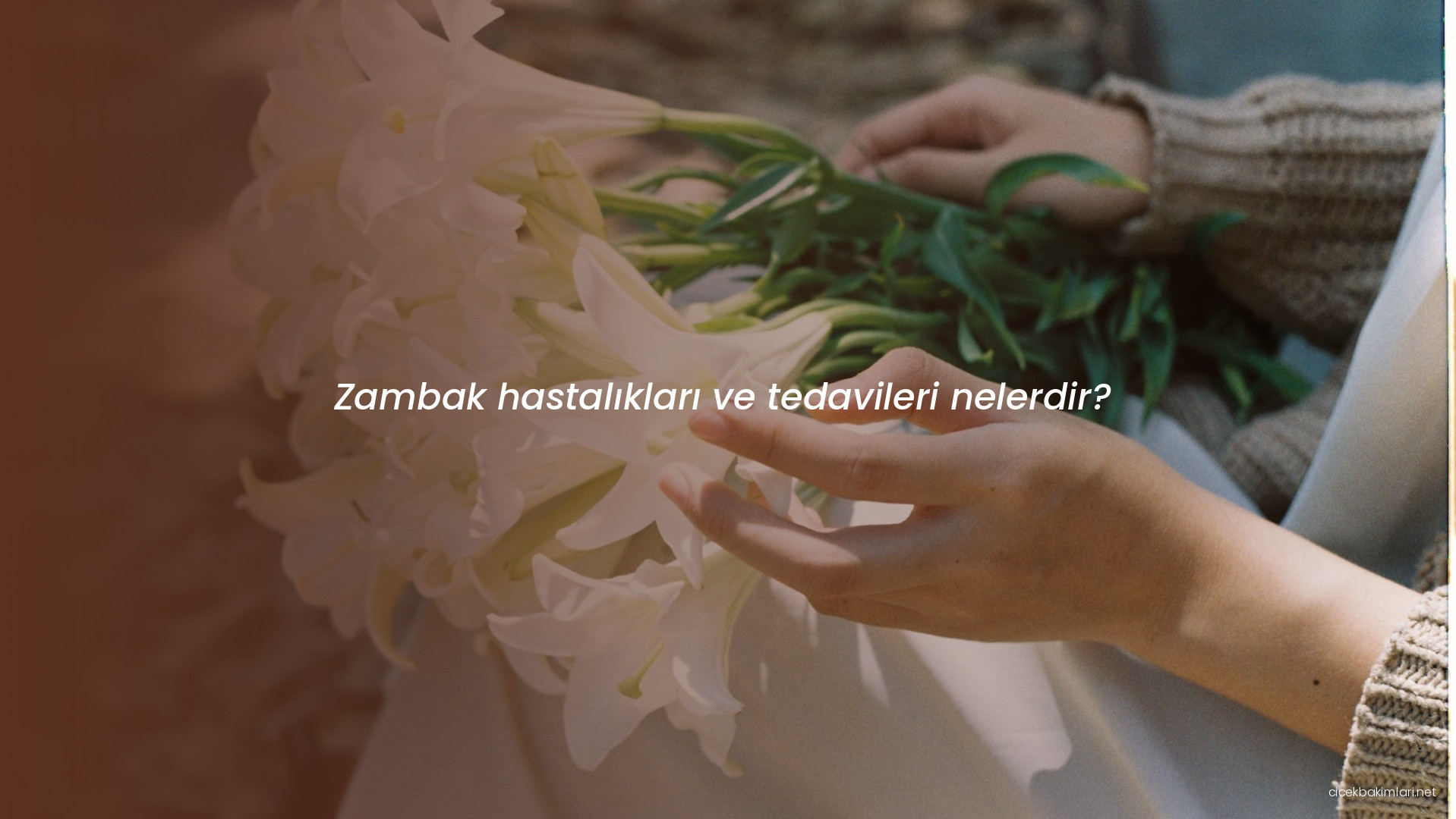 Zambak hastalıkları ve tedavileri nelerdir?