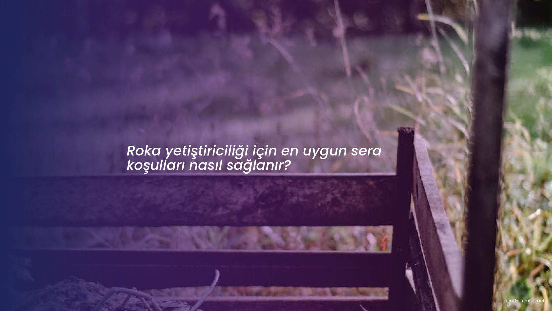 Roka yetiştiriciliği için en uygun sera koşulları nasıl sağlanır?