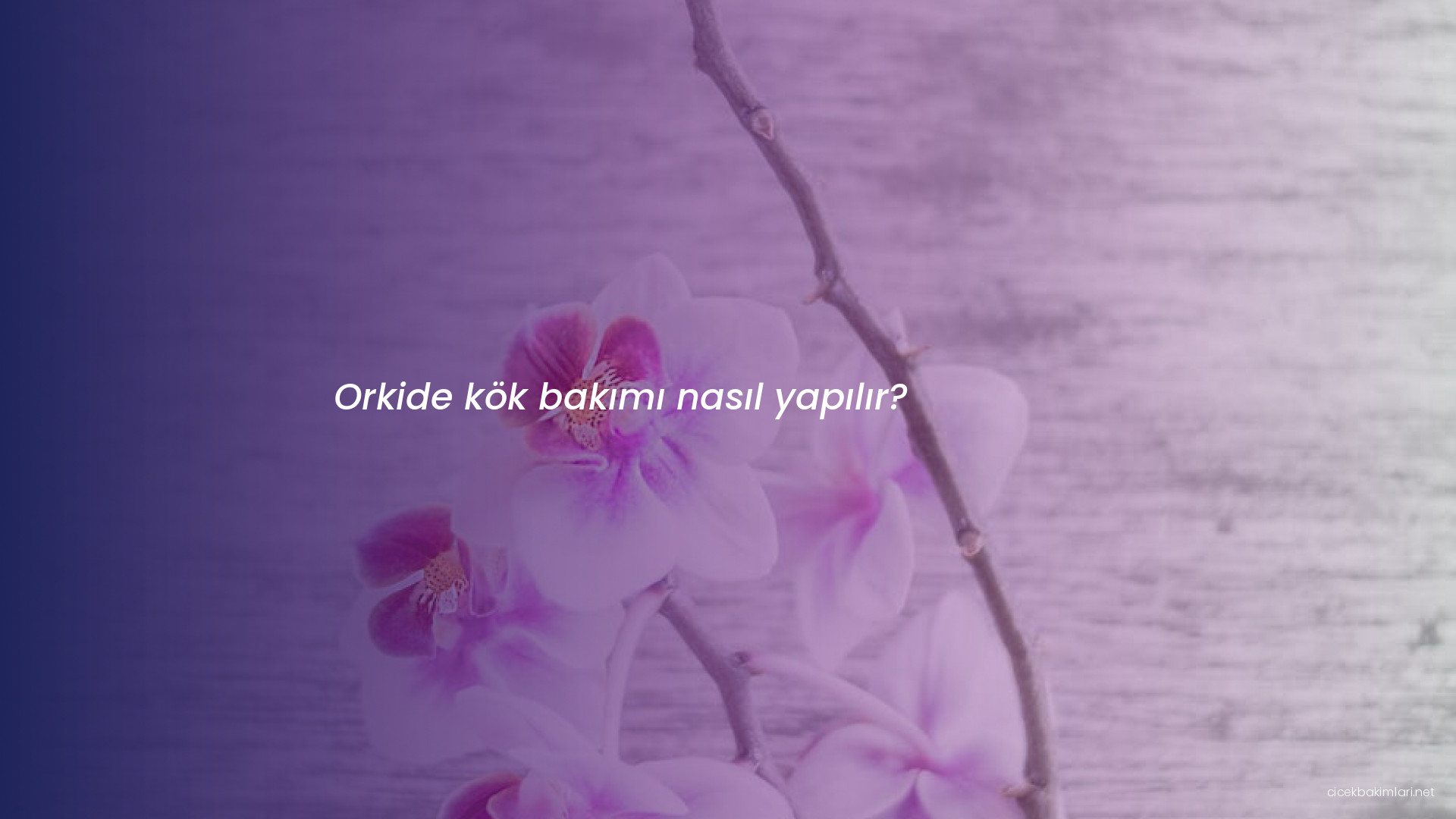 Orkide kök bakımı nasıl yapılır?
