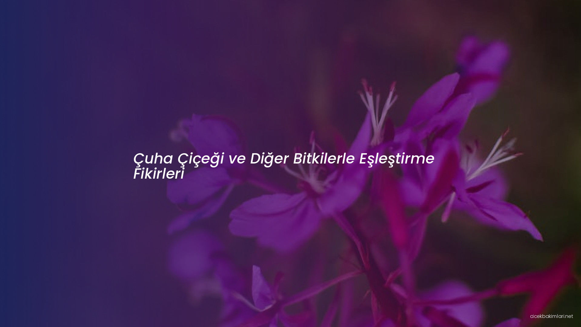 Çuha Çiçeği ve Diğer Bitkilerle Eşleştirme Fikirleri