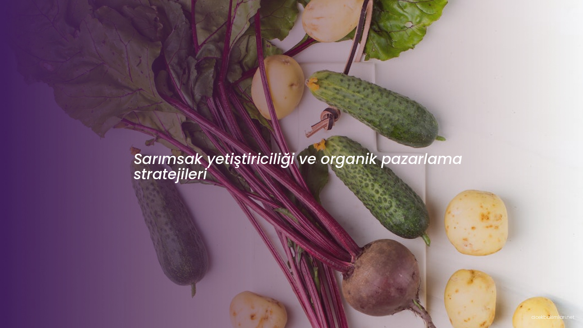 Sarımsak yetiştiriciliği ve organik pazarlama stratejileri