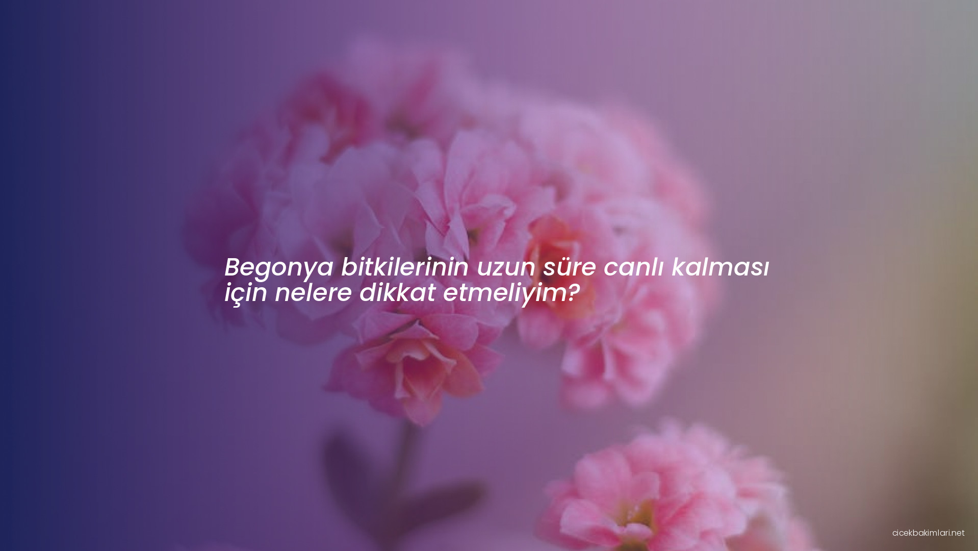 Begonya bitkilerinin uzun süre canlı kalması için nelere dikkat etmeliyim?