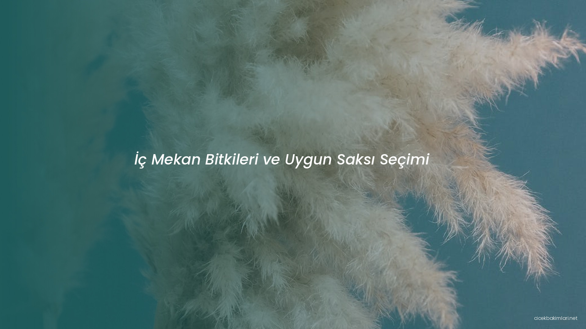 İç Mekan Bitkileri ve Uygun Saksı Seçimi