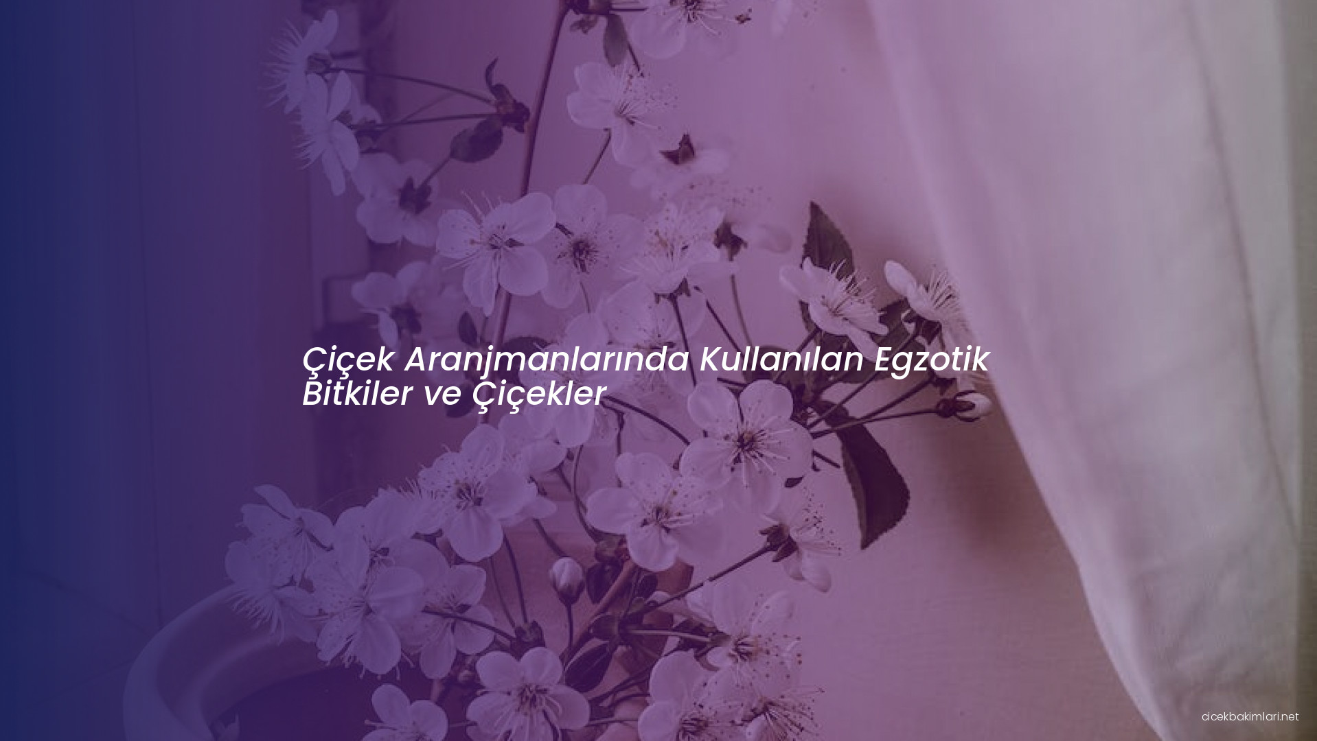 Çiçek Aranjmanlarında Kullanılan Egzotik Bitkiler ve Çiçekler