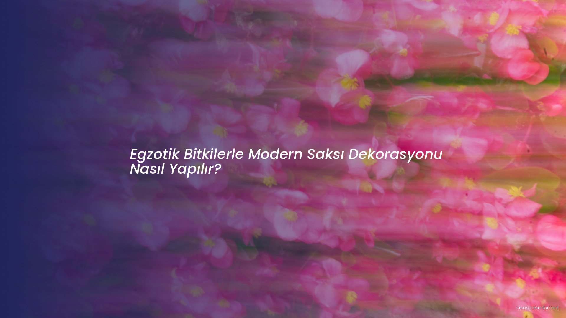 Egzotik Bitkilerle Modern Saksı Dekorasyonu Nasıl Yapılır?