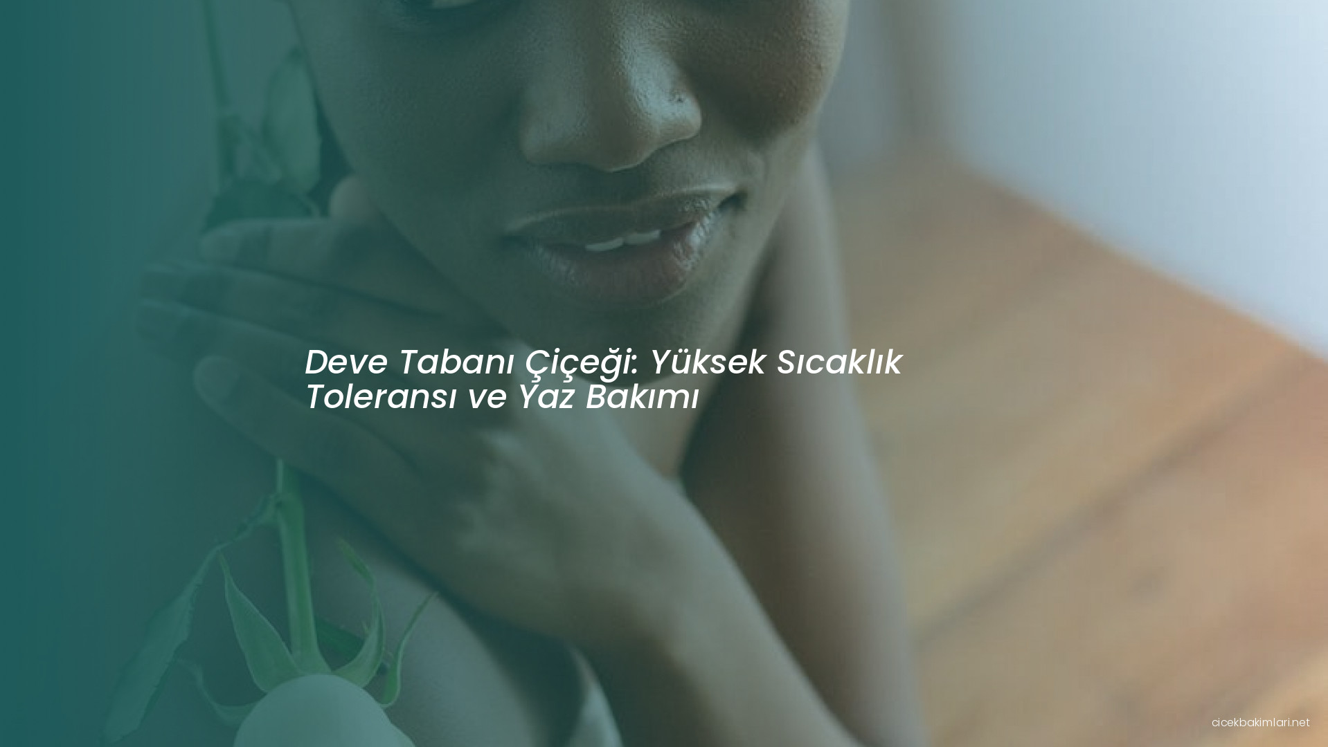 Deve Tabanı Çiçeği: Yüksek Sıcaklık Toleransı ve Yaz Bakımı