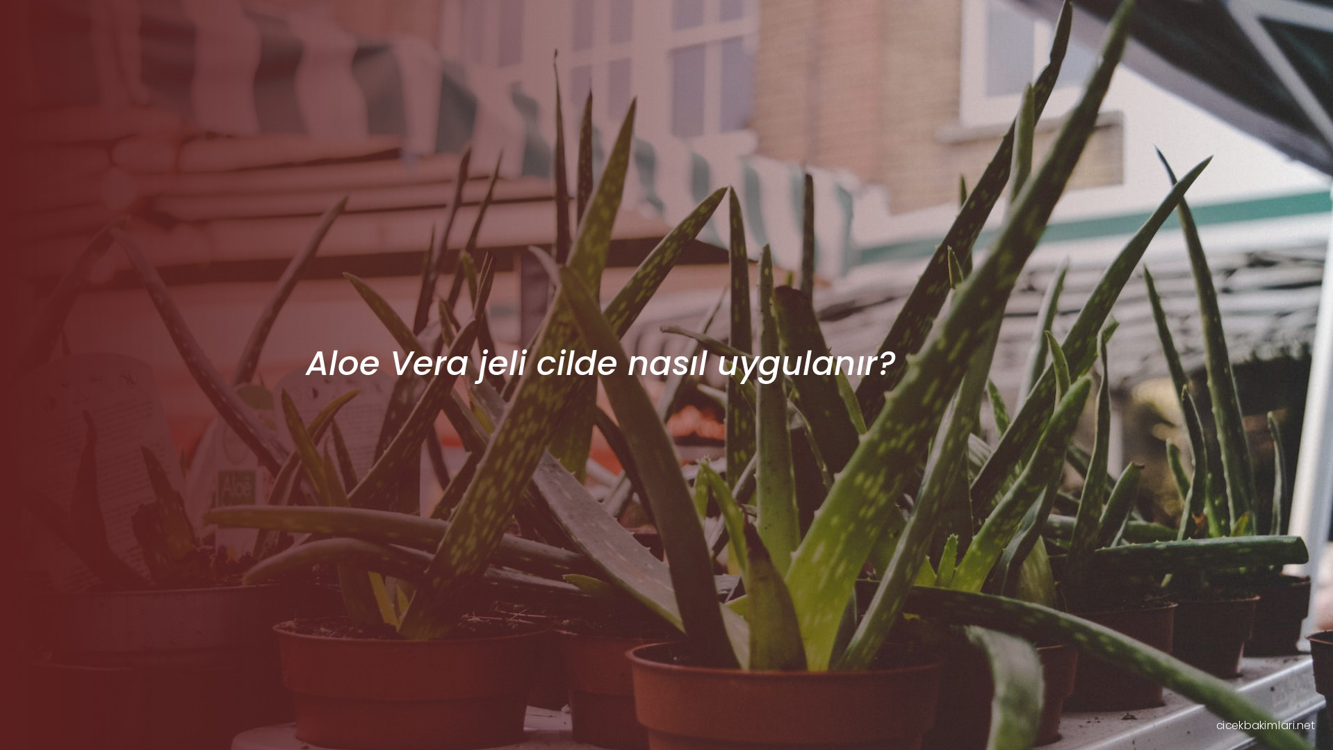 Aloe Vera jeli cilde nasıl uygulanır?