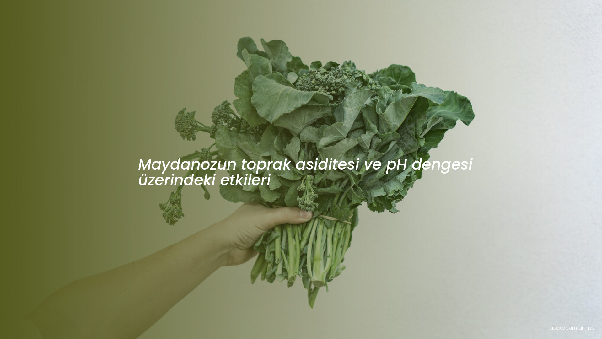Maydanozun toprak asiditesi ve pH dengesi üzerindeki etkileri