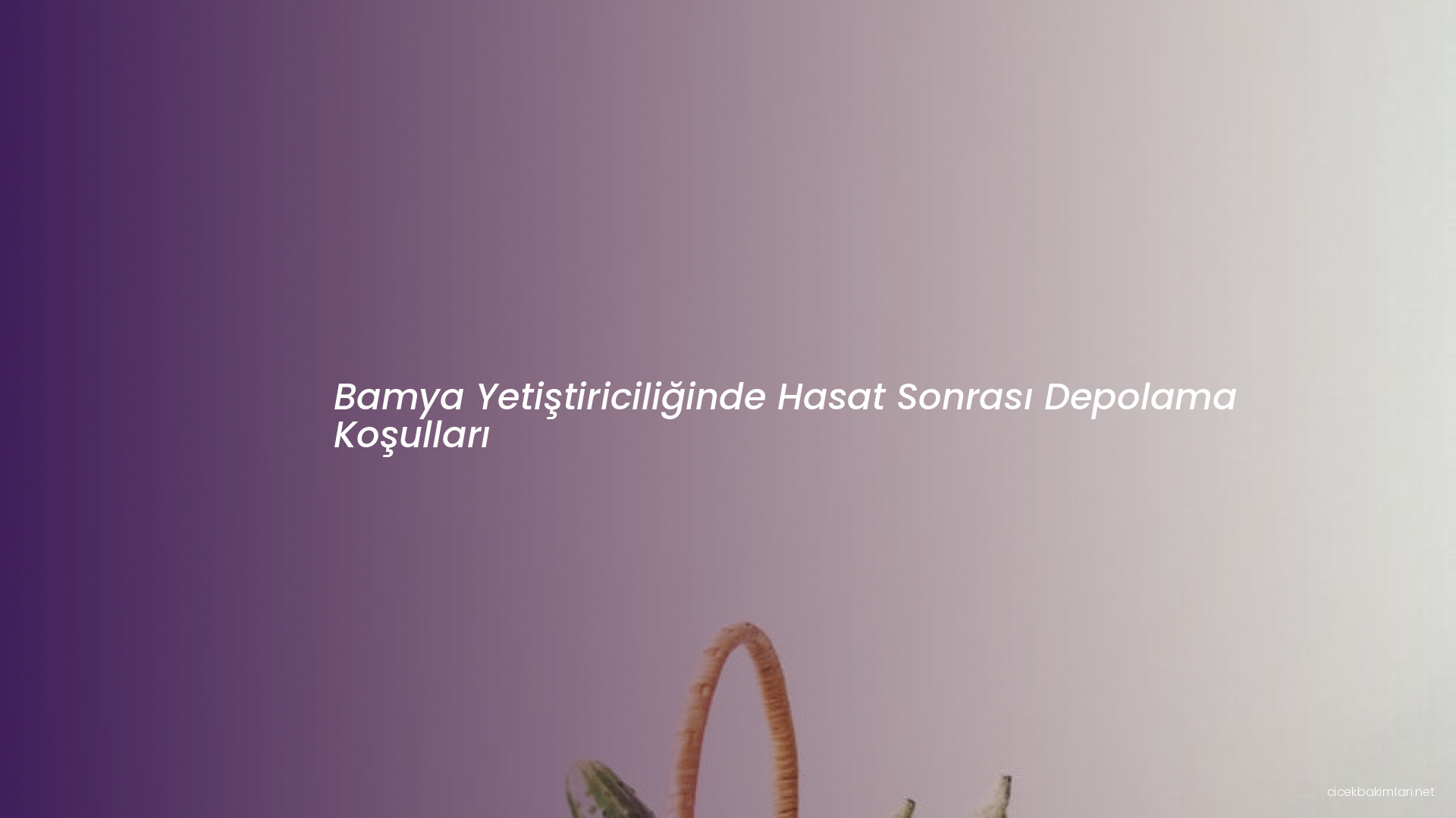 Bamya Yetiştiriciliğinde Hasat Sonrası Depolama Koşulları