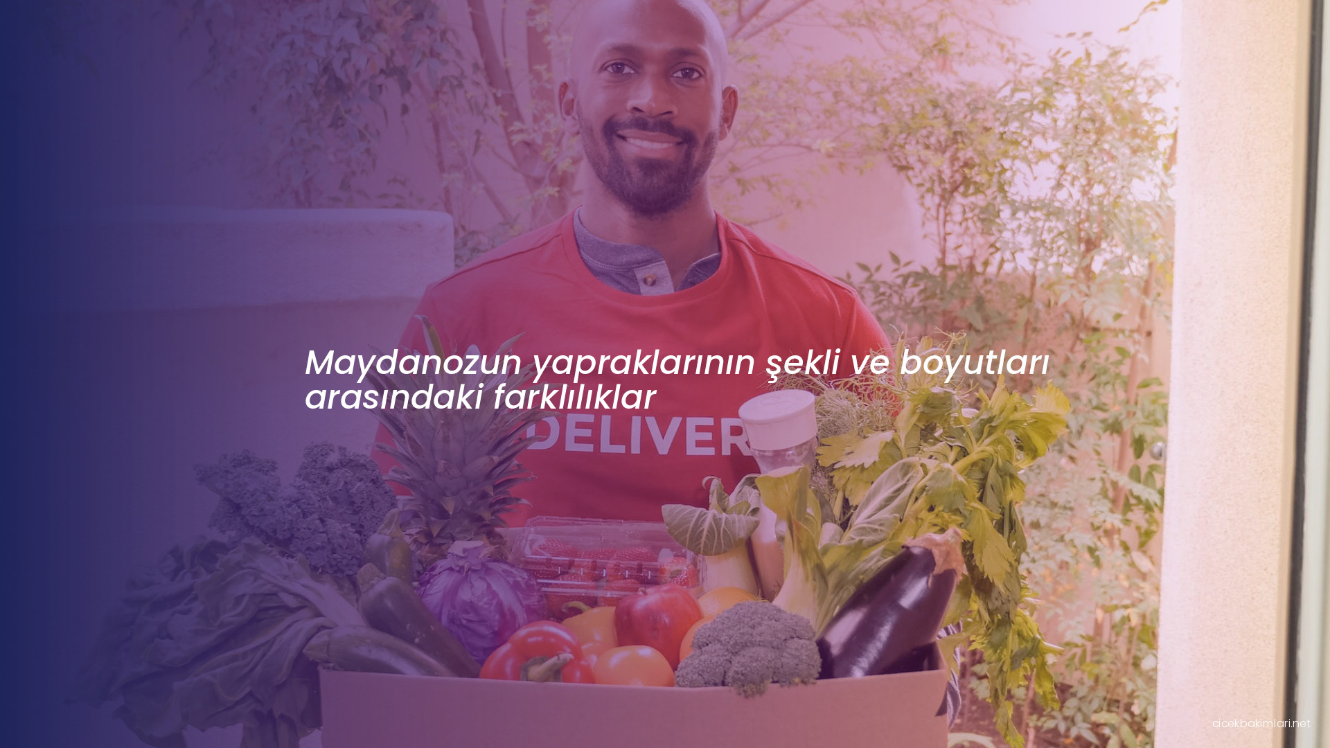 Maydanozun yapraklarının şekli ve boyutları arasındaki farklılıklar