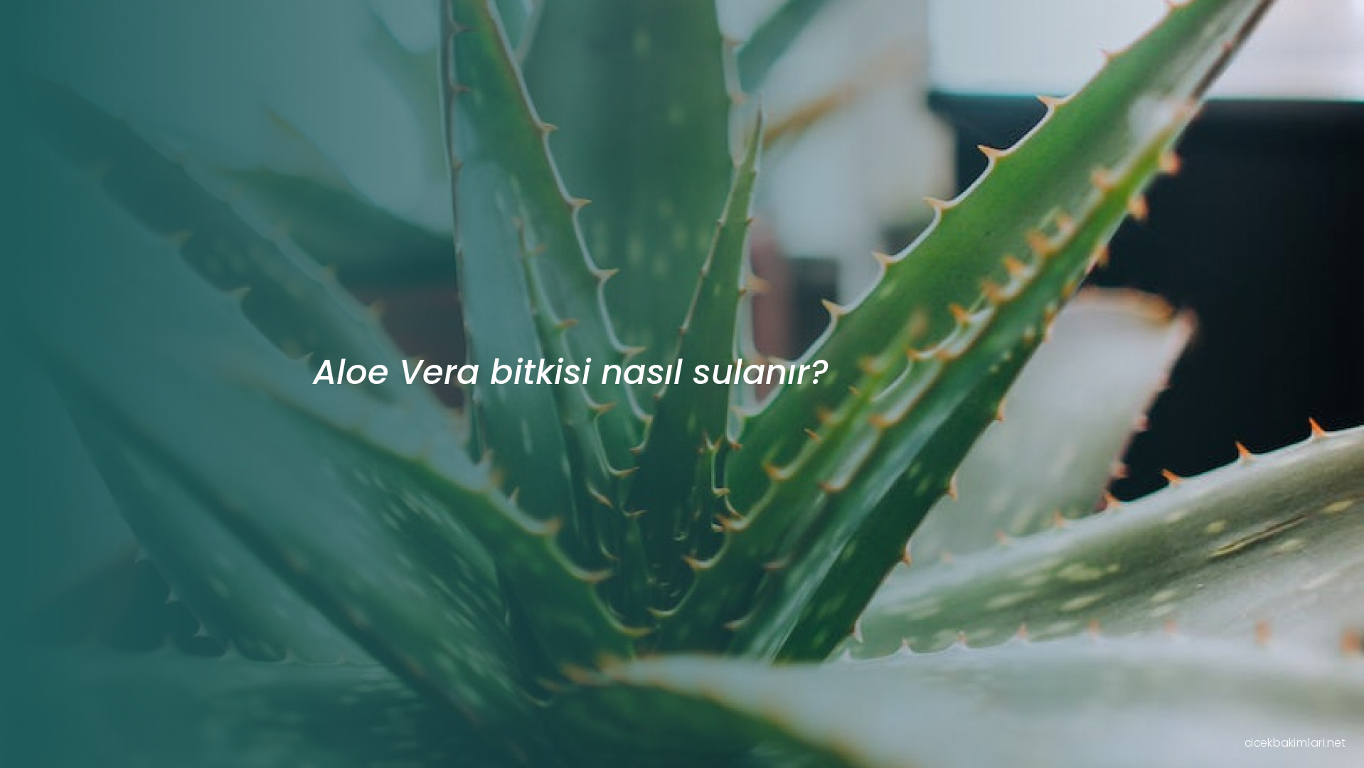 Aloe Vera bitkisi nasıl sulanır?