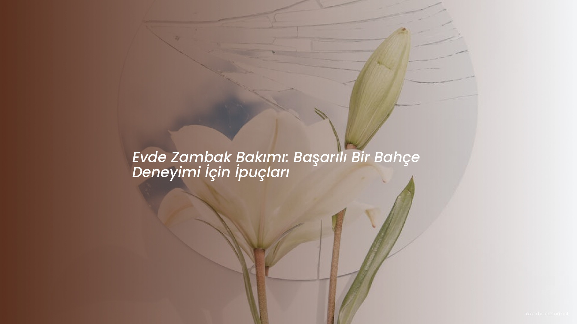 Evde Zambak Bakımı: Başarılı Bir Bahçe Deneyimi İçin İpuçları