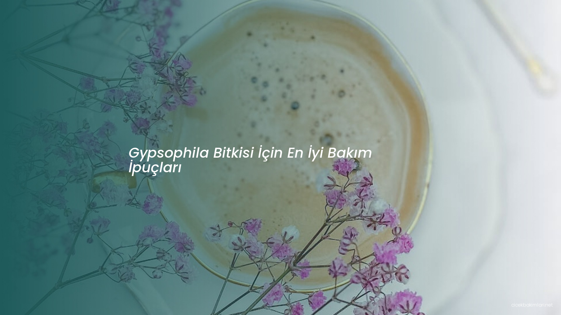 Gypsophila Bitkisi İçin En İyi Bakım İpuçları