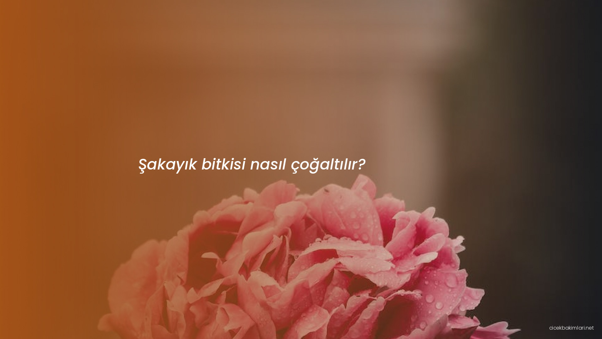 Şakayık bitkisi nasıl çoğaltılır?