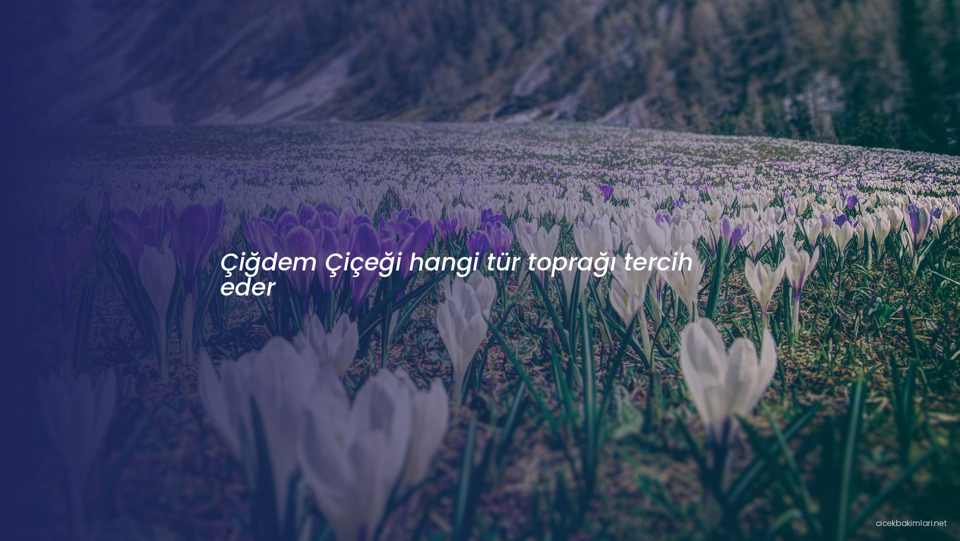 Çiğdem Çiçeği hangi tür toprağı tercih eder