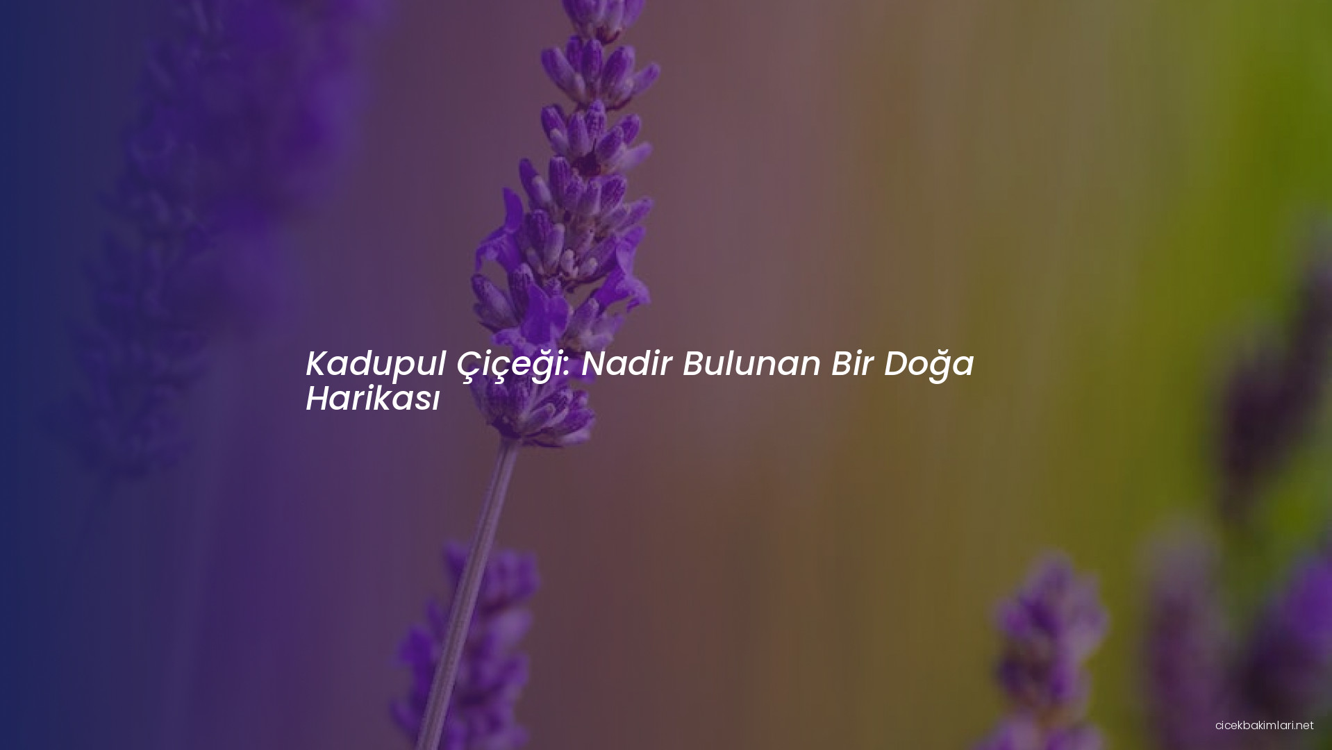 Kadupul Çiçeği: Nadir Bulunan Bir Doğa Harikası