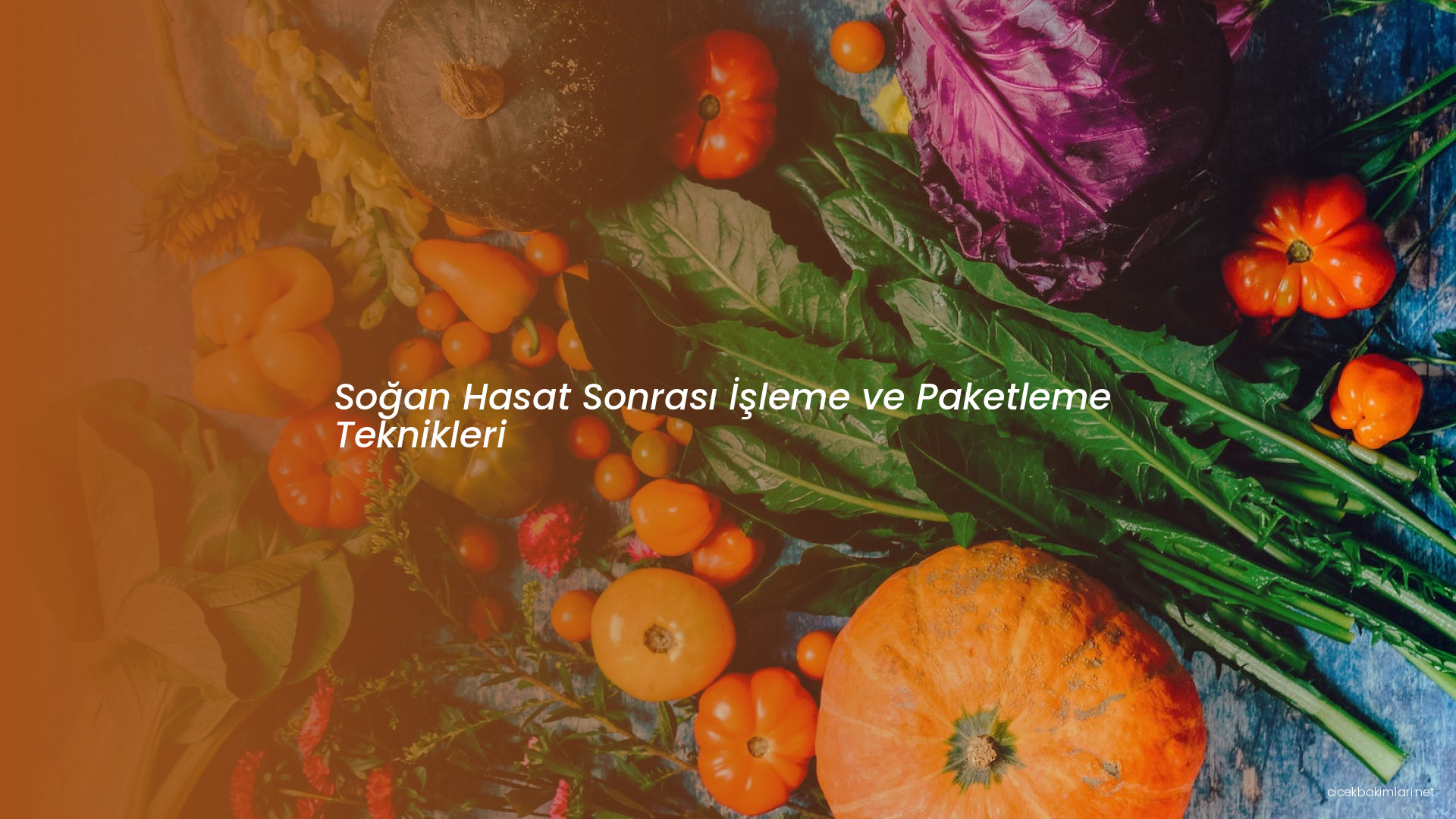 Soğan Hasat Sonrası İşleme ve Paketleme Teknikleri