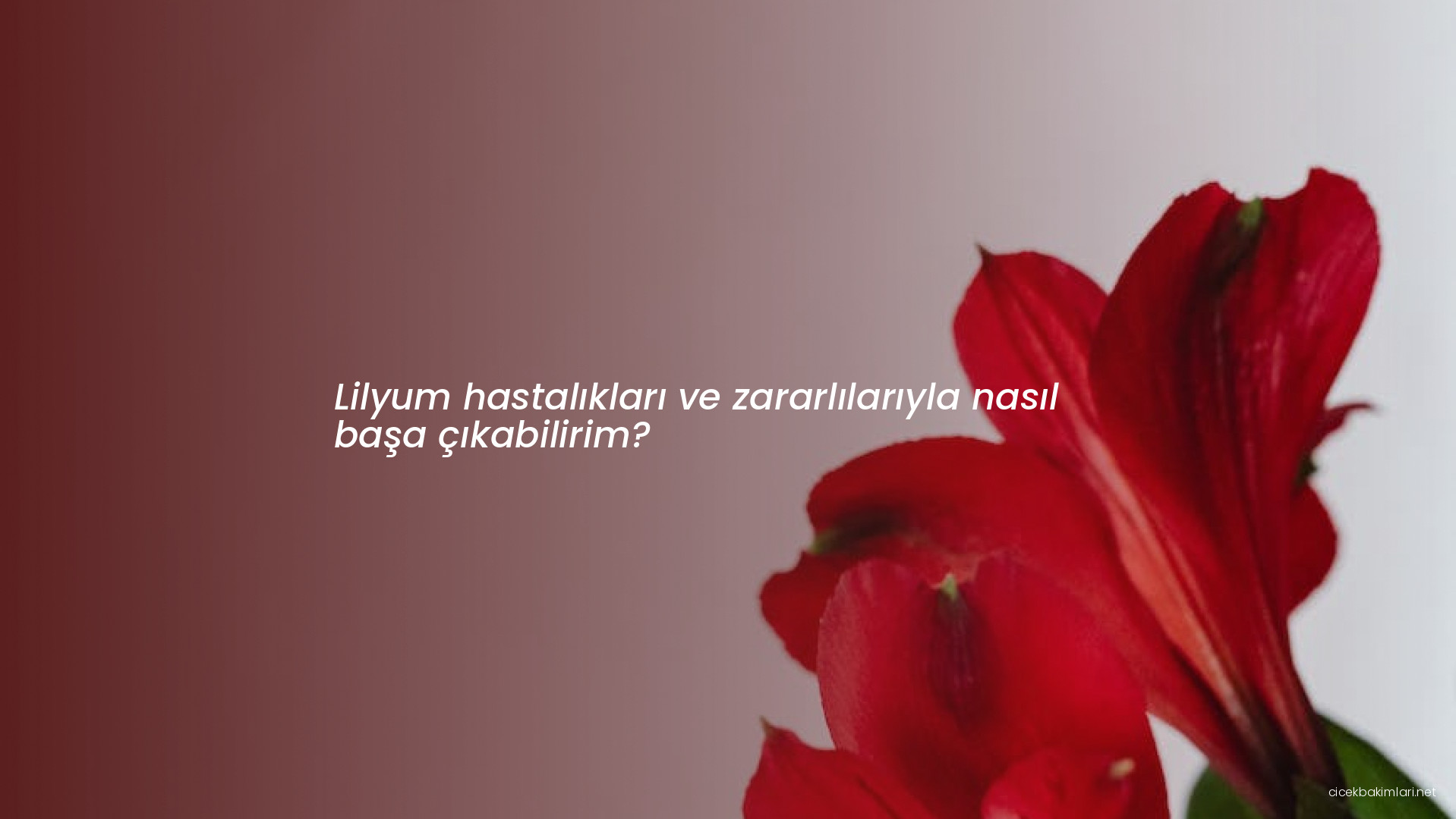 Lilyum hastalıkları ve zararlılarıyla nasıl başa çıkabilirim?