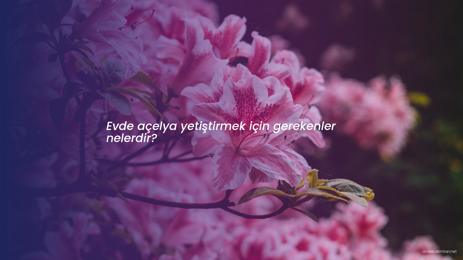 Evde açelya yetiştirmek için gerekenler nelerdir?