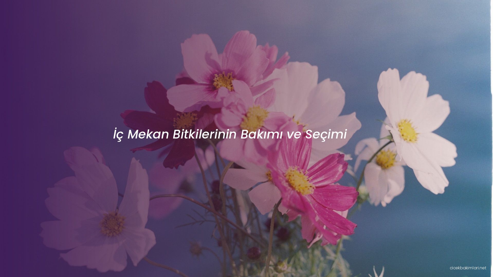 İç Mekan Bitkilerinin Bakımı ve Seçimi