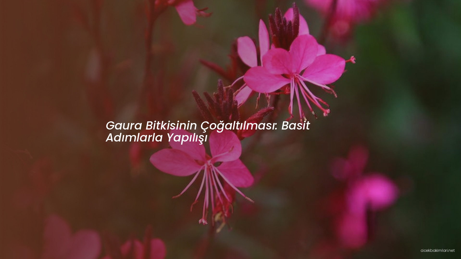 Gaura Bitkisinin Çoğaltılması: Basit Adımlarla Yapılışı