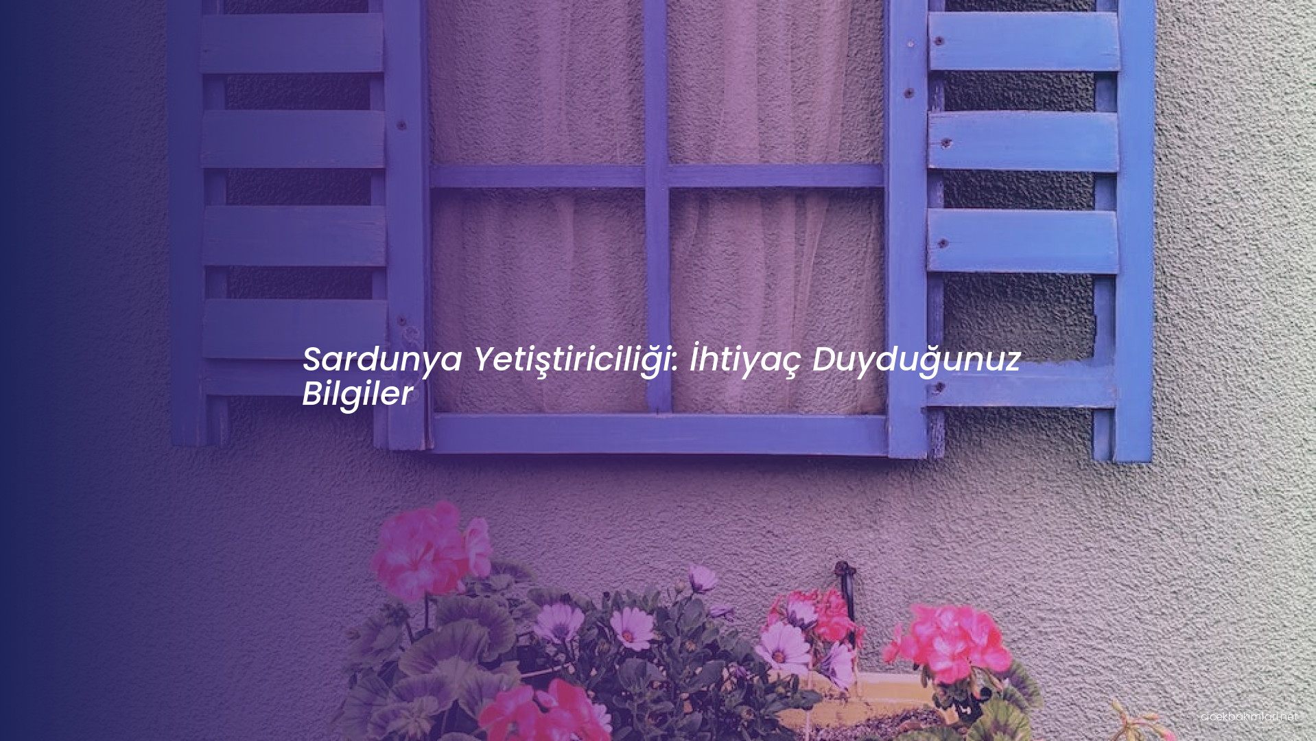 Sardunya Yetiştiriciliği: İhtiyaç Duyduğunuz Bilgiler