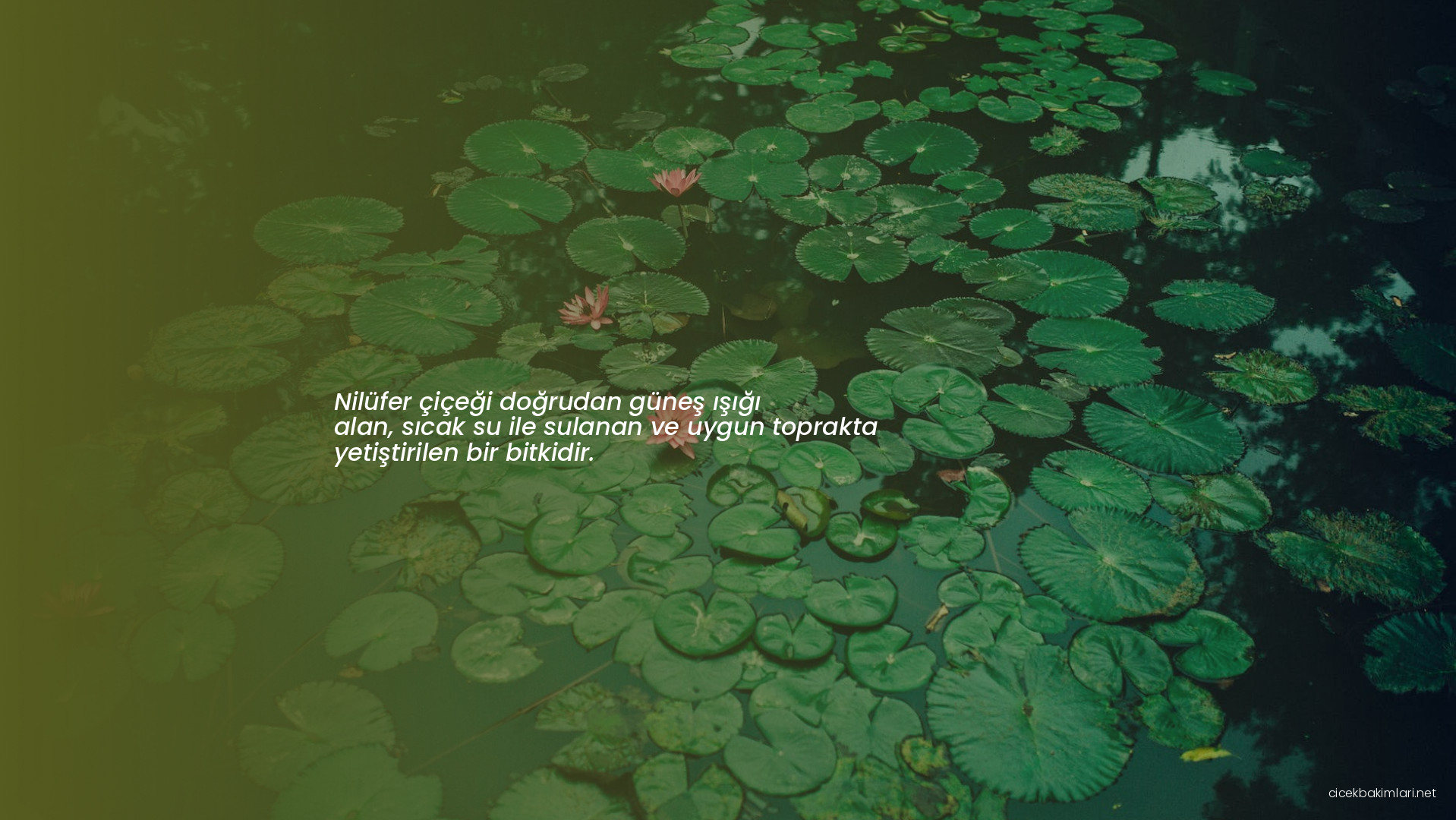 Nilüfer çiçeği doğrudan güneş ışığı alan, sıcak su ile sulanan ve uygun toprakta yetiştirilen bir bitkidir.