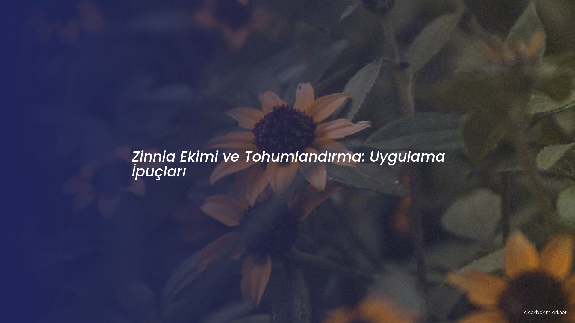 Zinnia Ekimi ve Tohumlandırma: Uygulama İpuçları