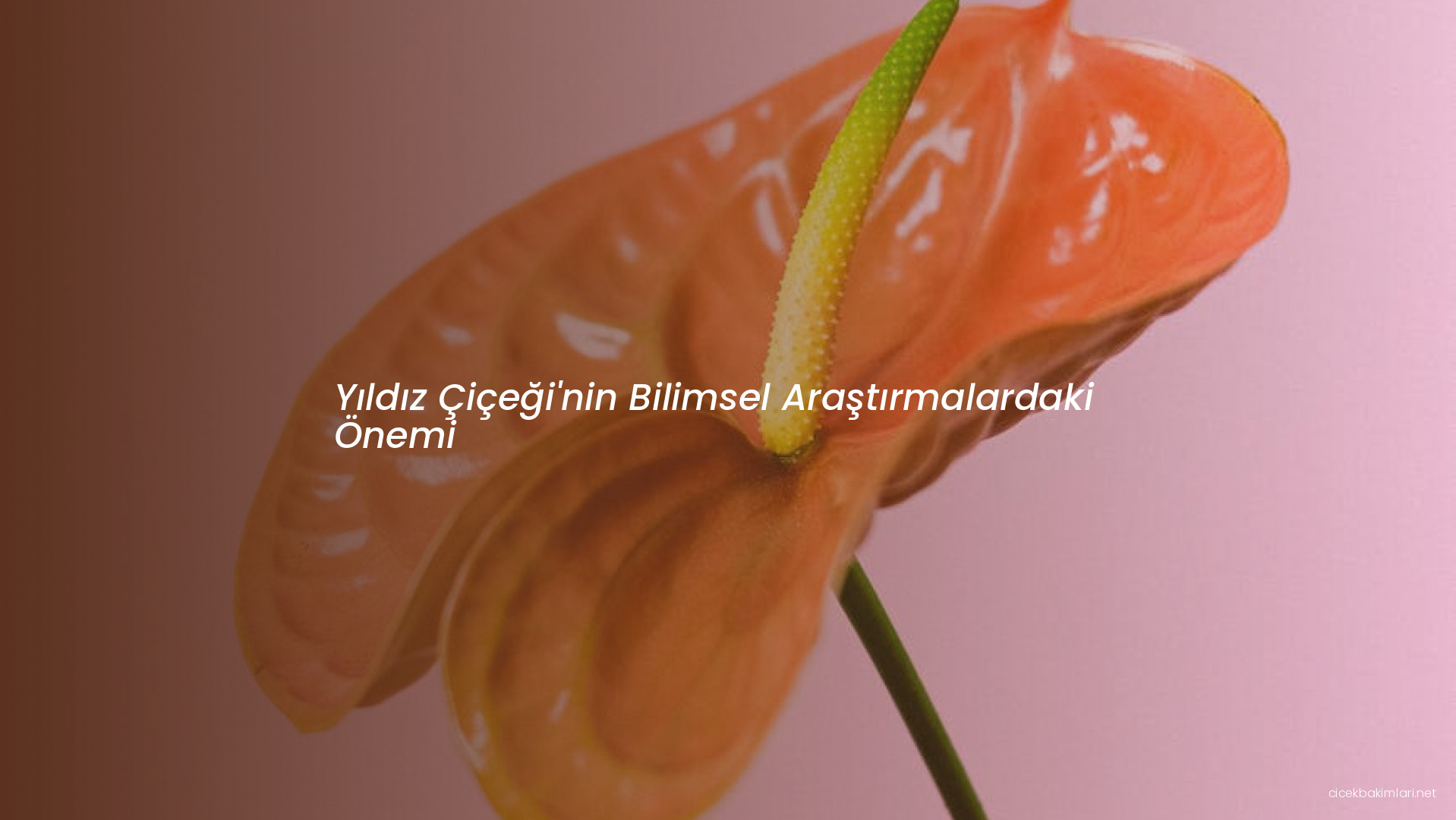 Yıldız Çiçeği'nin Bilimsel Araştırmalardaki Önemi