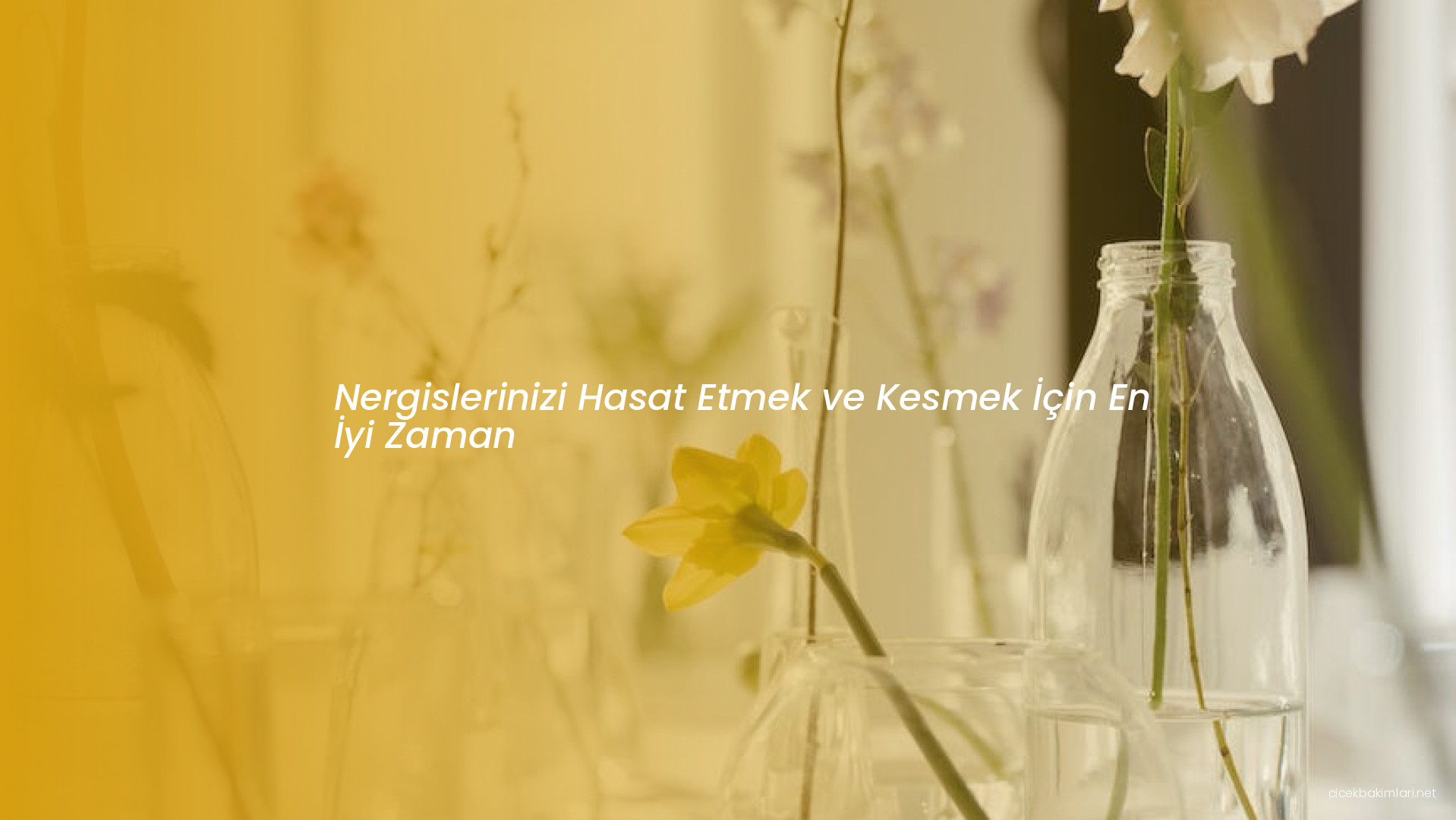 Nergislerinizi Hasat Etmek ve Kesmek İçin En İyi Zaman