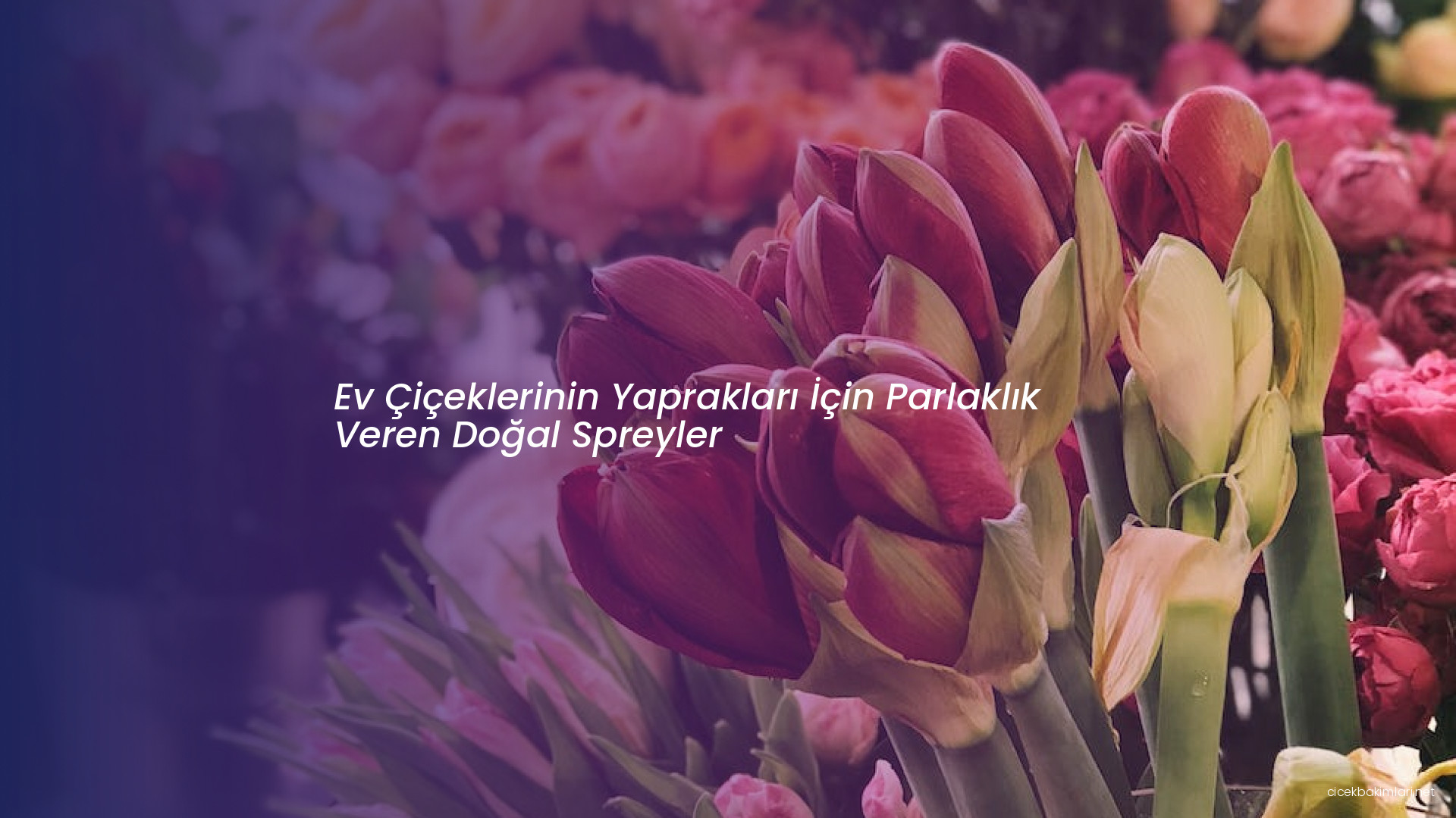 Ev Çiçeklerinin Yaprakları İçin Parlaklık Veren Doğal Spreyler