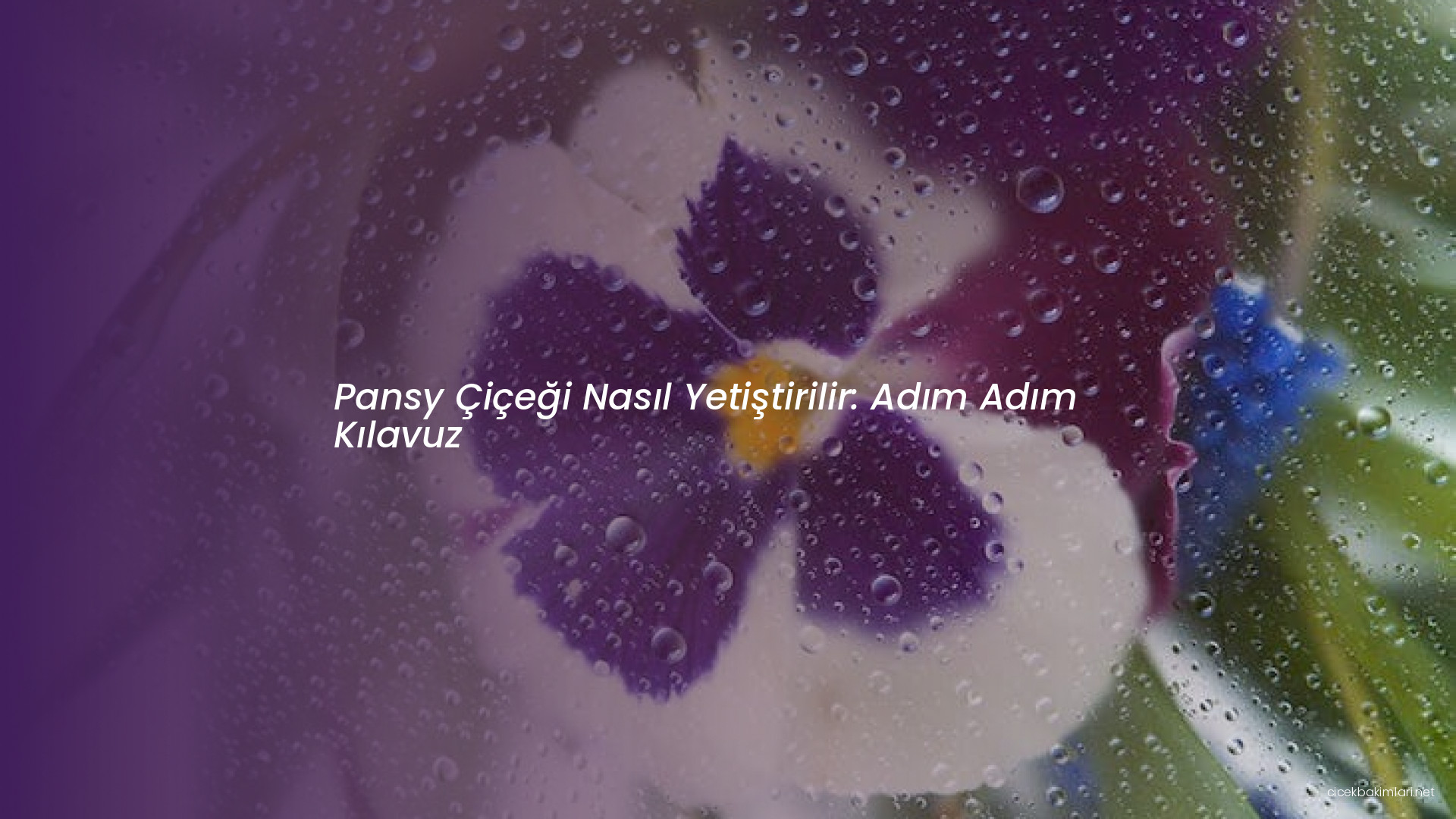 Pansy Çiçeği Nasıl Yetiştirilir: Adım Adım Kılavuz