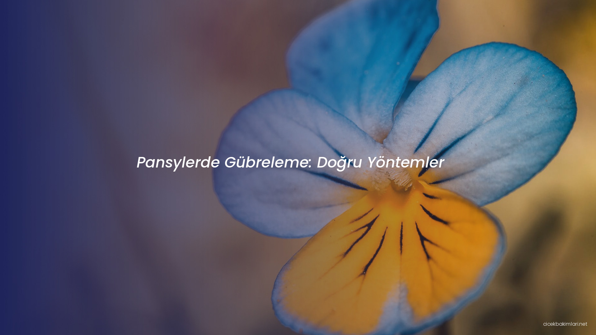 Pansylerde Gübreleme: Doğru Yöntemler