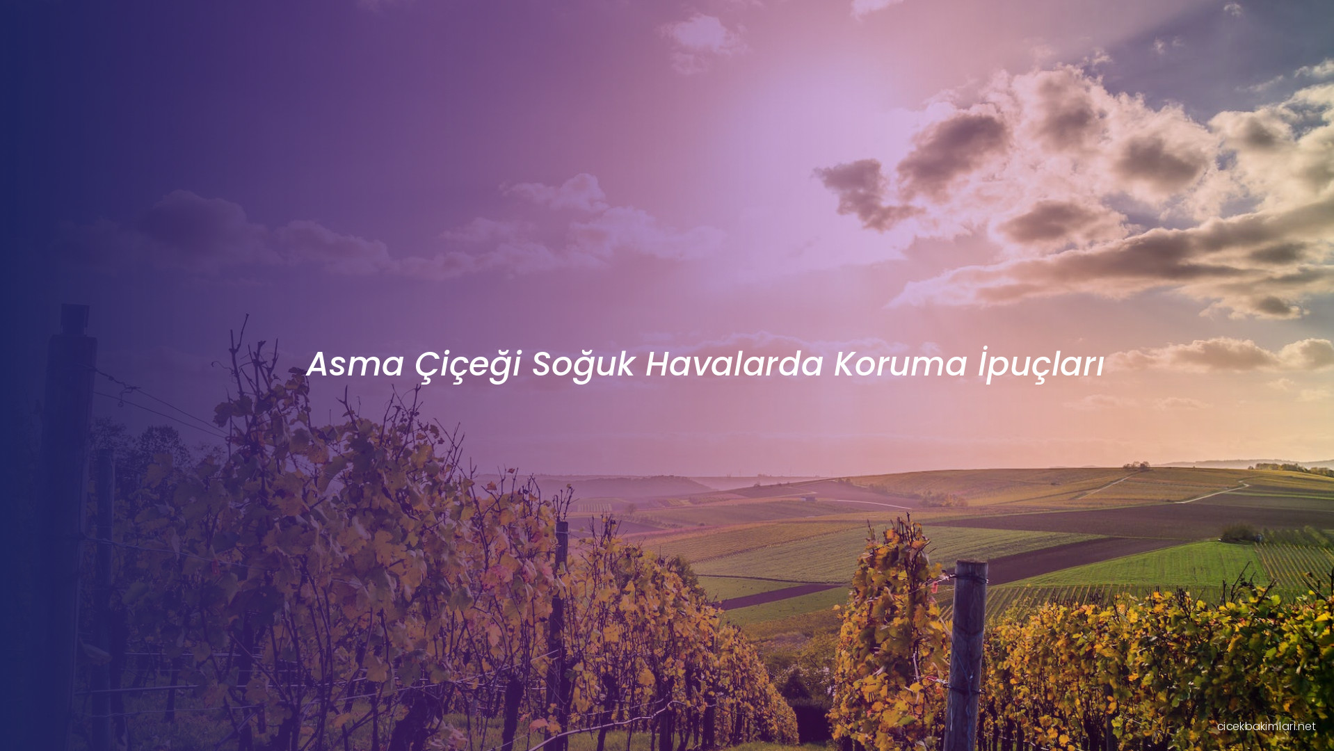 Asma Çiçeği Soğuk Havalarda Koruma İpuçları