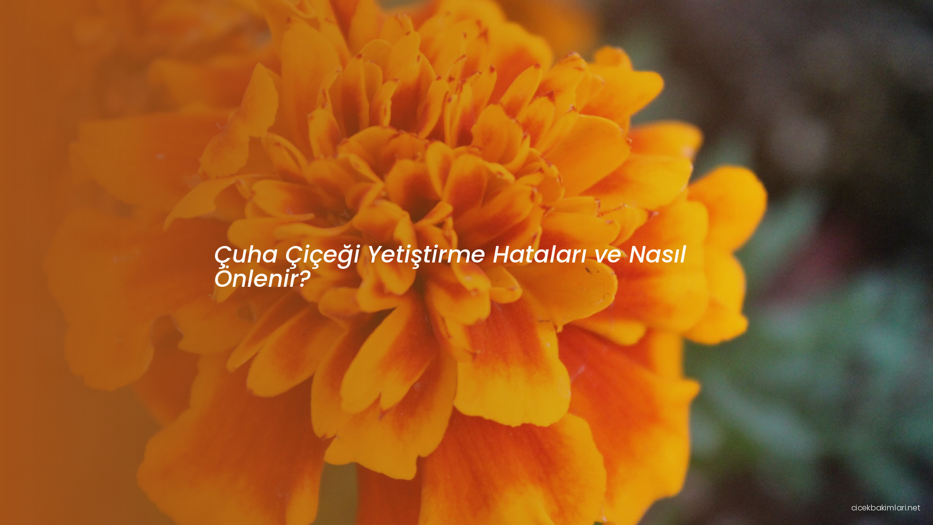 Çuha Çiçeği Yetiştirme Hataları ve Nasıl Önlenir?