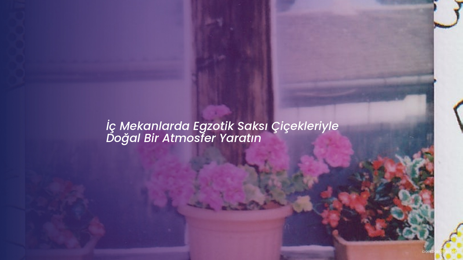 İç Mekanlarda Egzotik Saksı Çiçekleriyle Doğal Bir Atmosfer Yaratın