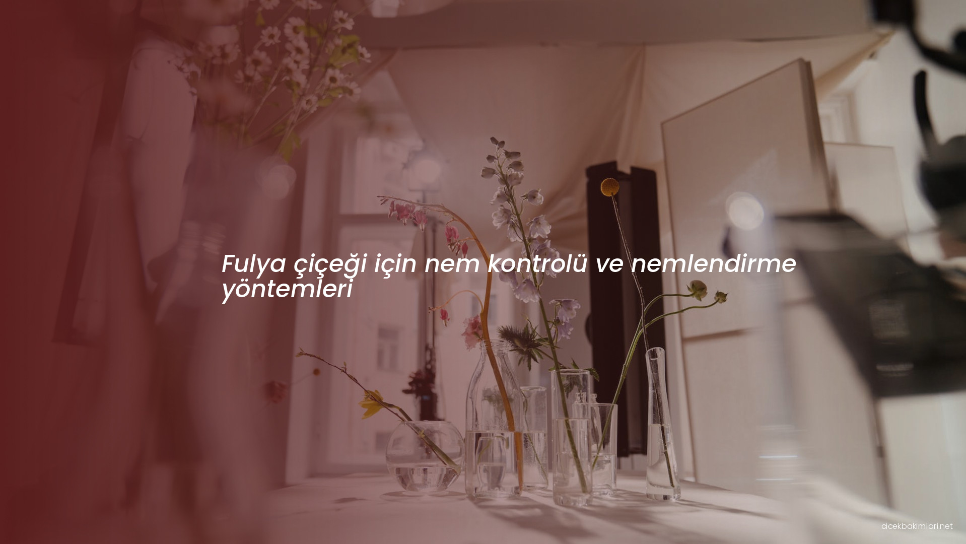 Fulya çiçeği için nem kontrolü ve nemlendirme yöntemleri