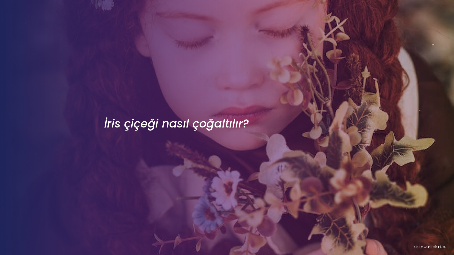 İris çiçeği nasıl çoğaltılır?