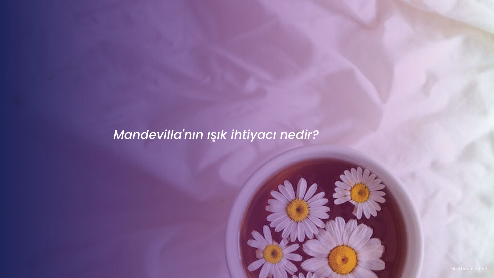 Mandevilla'nın ışık ihtiyacı nedir?