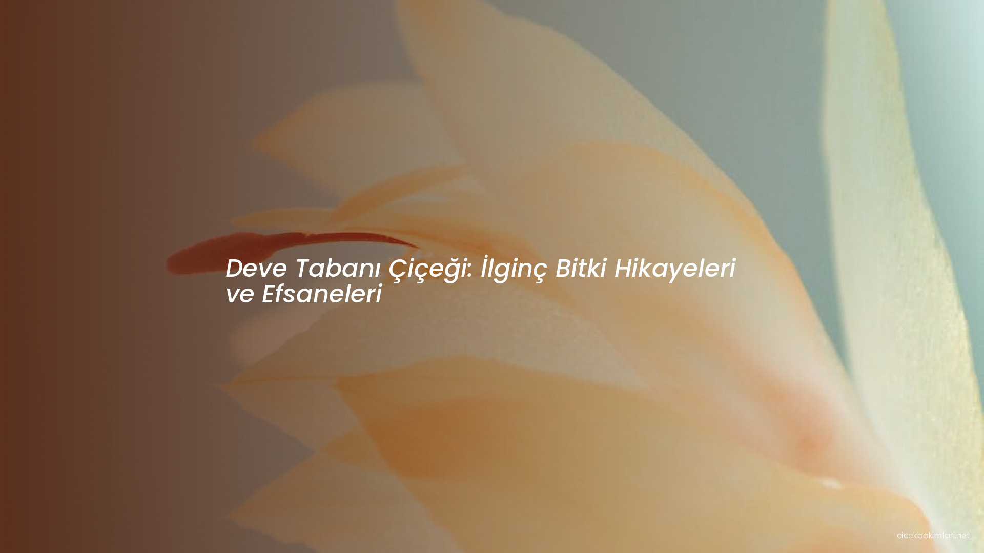 Deve Tabanı Çiçeği: İlginç Bitki Hikayeleri ve Efsaneleri