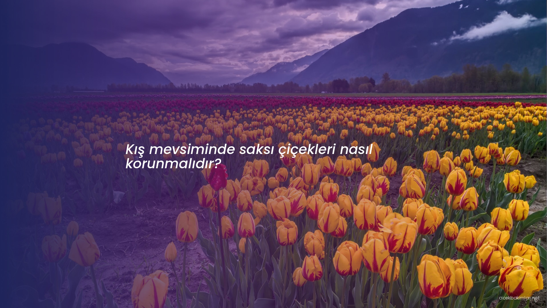 Kış mevsiminde saksı çiçekleri nasıl korunmalıdır?