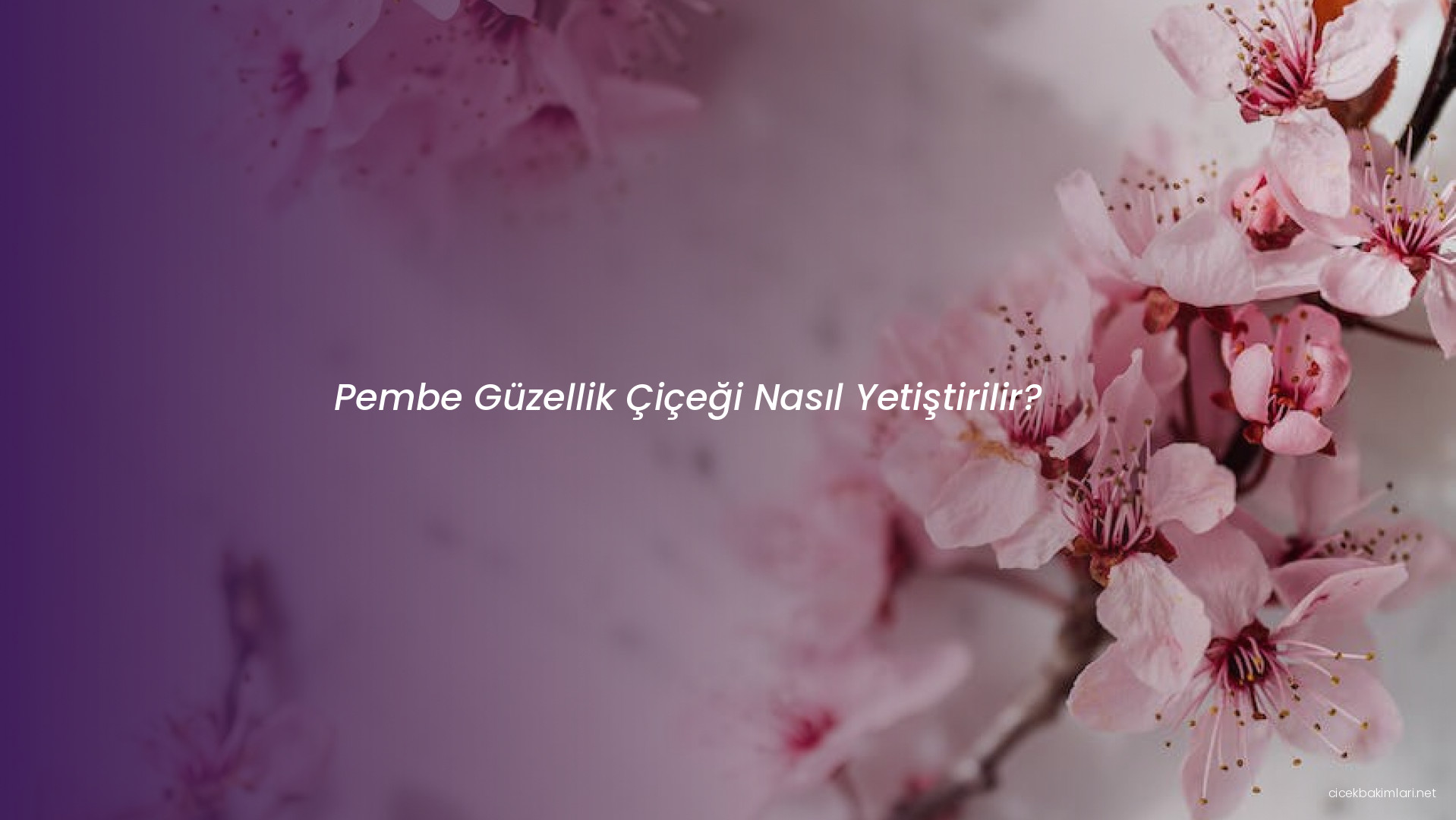 Pembe Güzellik Çiçeği Nasıl Yetiştirilir?