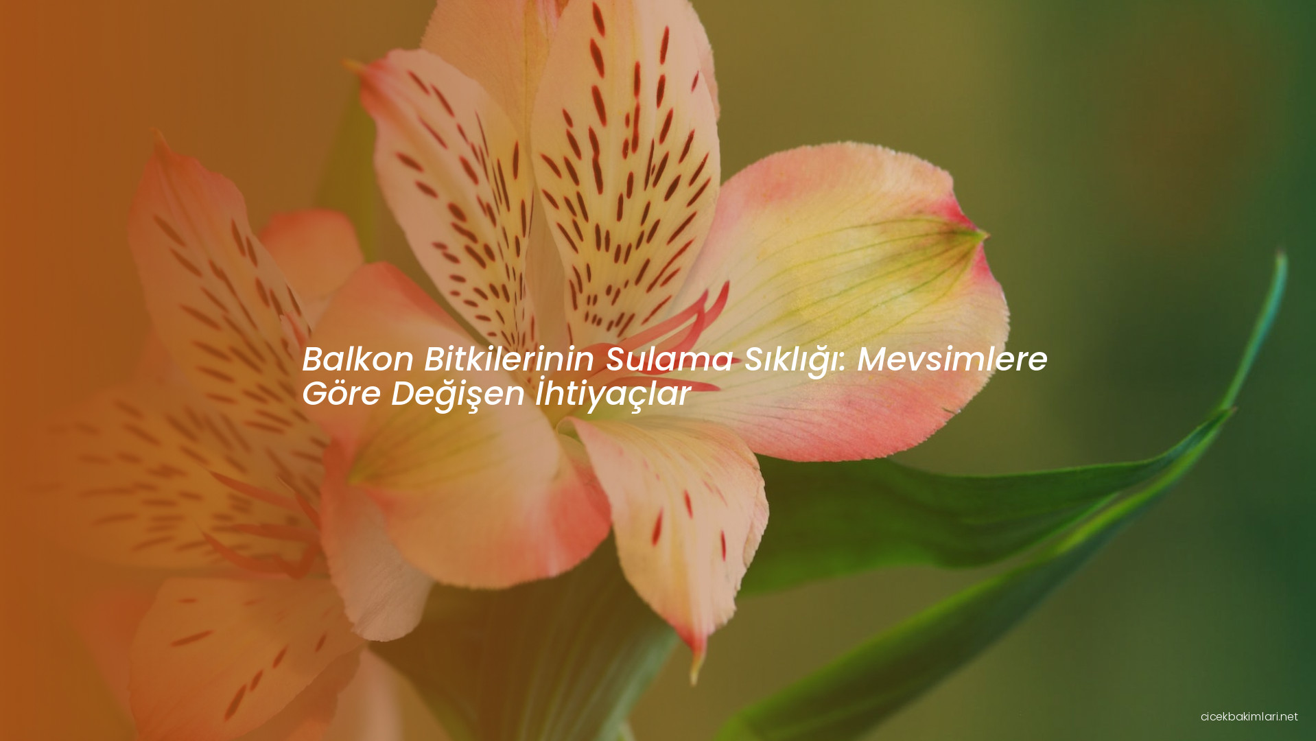 Balkon Bitkilerinin Sulama Sıklığı: Mevsimlere Göre Değişen İhtiyaçlar